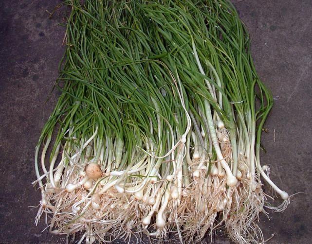  人才|6000多年前，中国古代竟没有蒜！欧洲人才是吃蒜的鼻祖