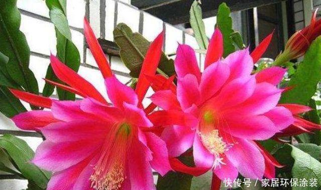  财运|自带福运的4种花，开花漂亮财运来，盛开时繁花似锦