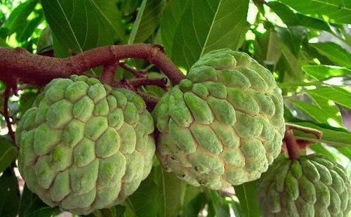 余甘果|南方特有的几种水果,作为南方人也认不出,北方人连听都没听过