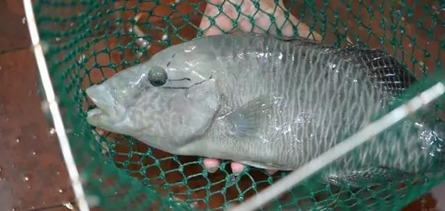 海鲜|世界上65种珍奇海鲜,贝爷都不敢说全部吃过,你吃过几种