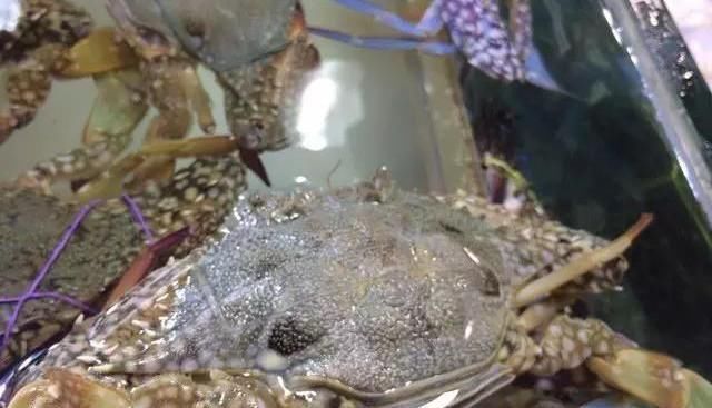 海鲜|世界上65种珍奇海鲜,贝爷都不敢说全部吃过,你吃过几种