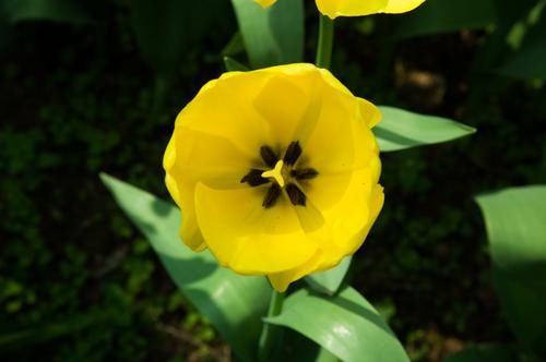  爱情|近期，桃花满天，鸳鸯入谱，真爱回首，将如愿重获爱情的四生肖！