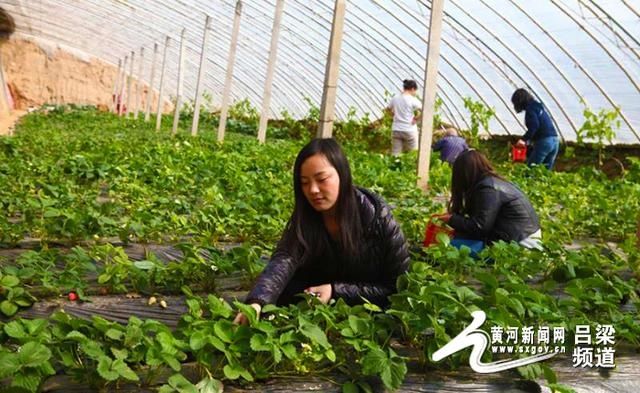 美丽乡村|离石区全域旅游“跑”出新内涵