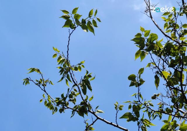  X50|vivo X50 Pro+ 拍照专项评测：强悍如此，堪称炫技