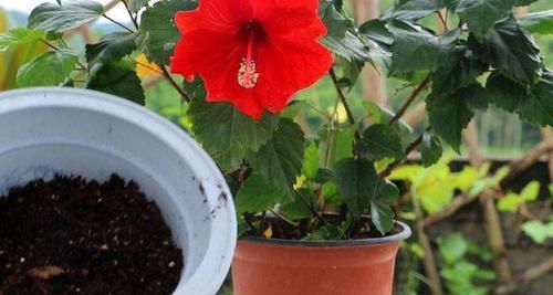 营养物质|鸡蛋壳没用、要扔掉?洗洗、晒晒、磨碎,养花'高钙肥'有了