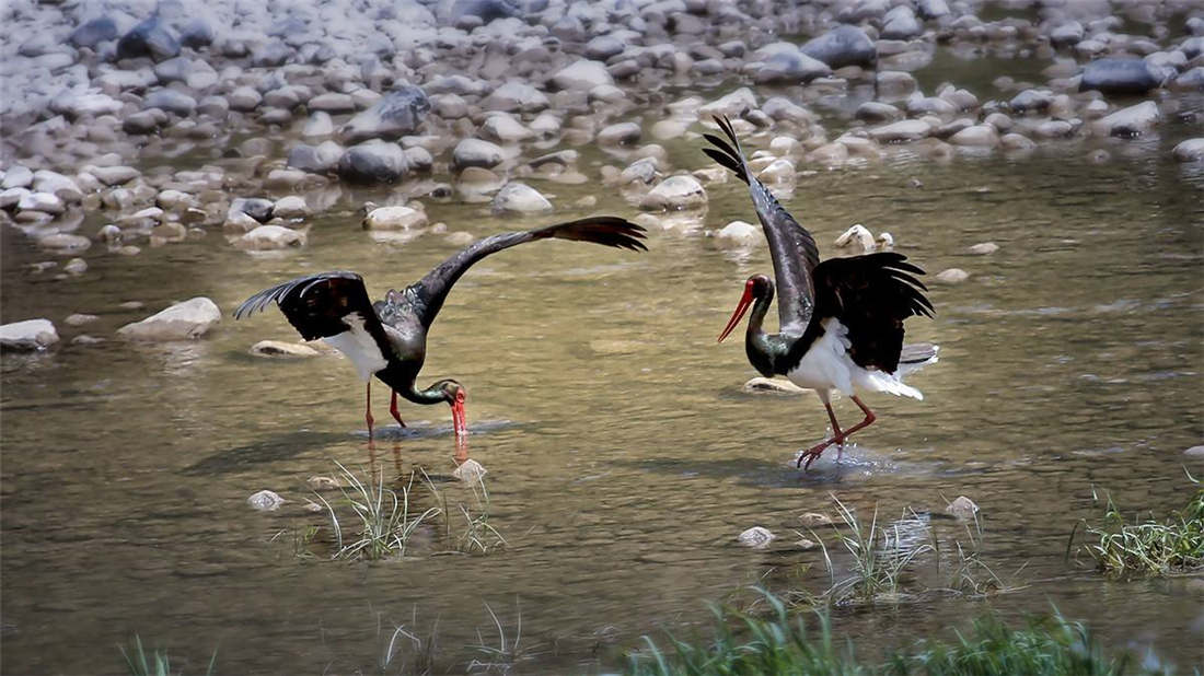 体弱|没良心的母黑鹳,啄伤体弱的幼鸟,还把它丢窝外,让苍鹭叼走