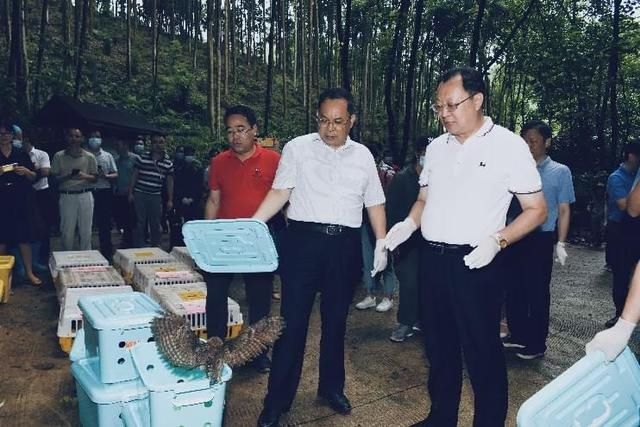  公园|豹猫、红隼、果子狸......在南宁的公园里遇到它们别激动