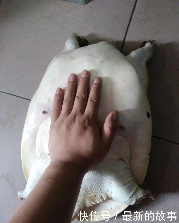 捕获|千岛湖“二十斤大鳖”爬上岸,被岸边钓鱼人捕获,是保护动物?