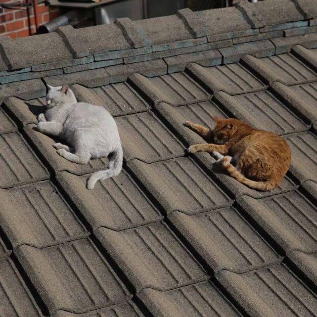  習慣|背景 | “放不下的只是習慣”