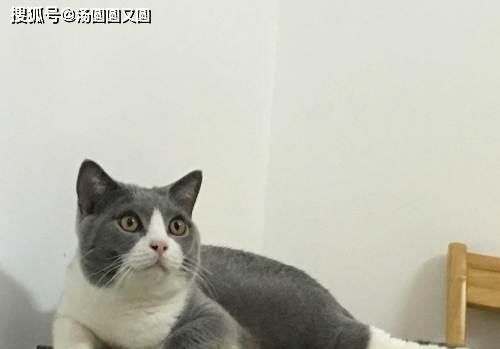 吸水性是不错|【养宠经验】喷浆豆渣能做猫砂吗？湿豆渣可以做猫砂嘛？