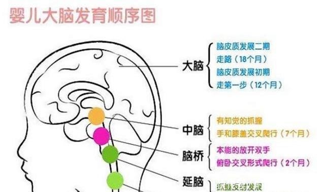 大脑|哈佛研究指出孩子有三次大脑发育的高峰期，父母起码要抓住一次