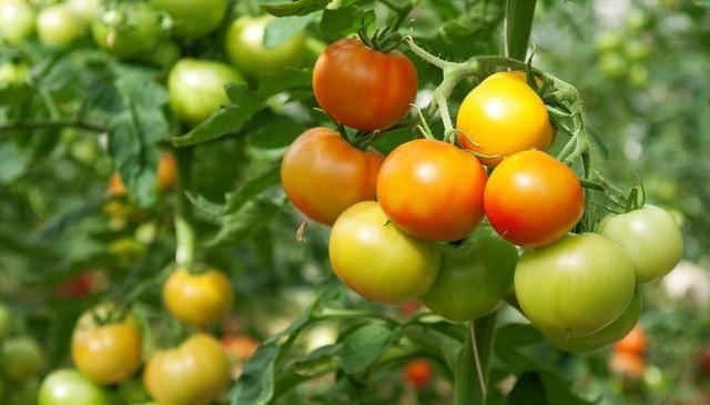  番茄|日光温室番茄栽培技术，及主要病虫害防治方法，菜农学到就是赚到