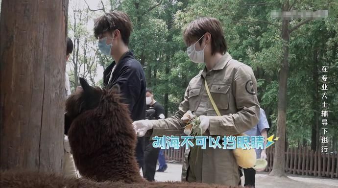  吓到|R1SE小团综：何洛洛给羊驼剪毛吓到周震南，任豪气场压制河马