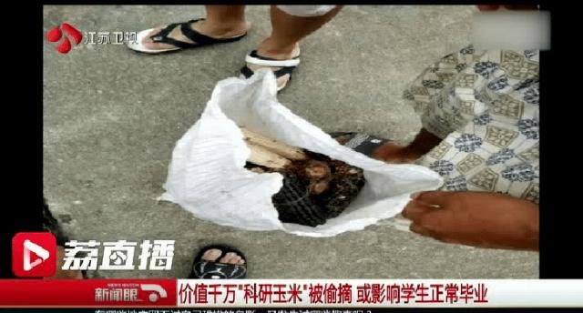  大萝卜|十万吨猪肉被哄抢后，我想起了南京大萝卜的憨憨劲