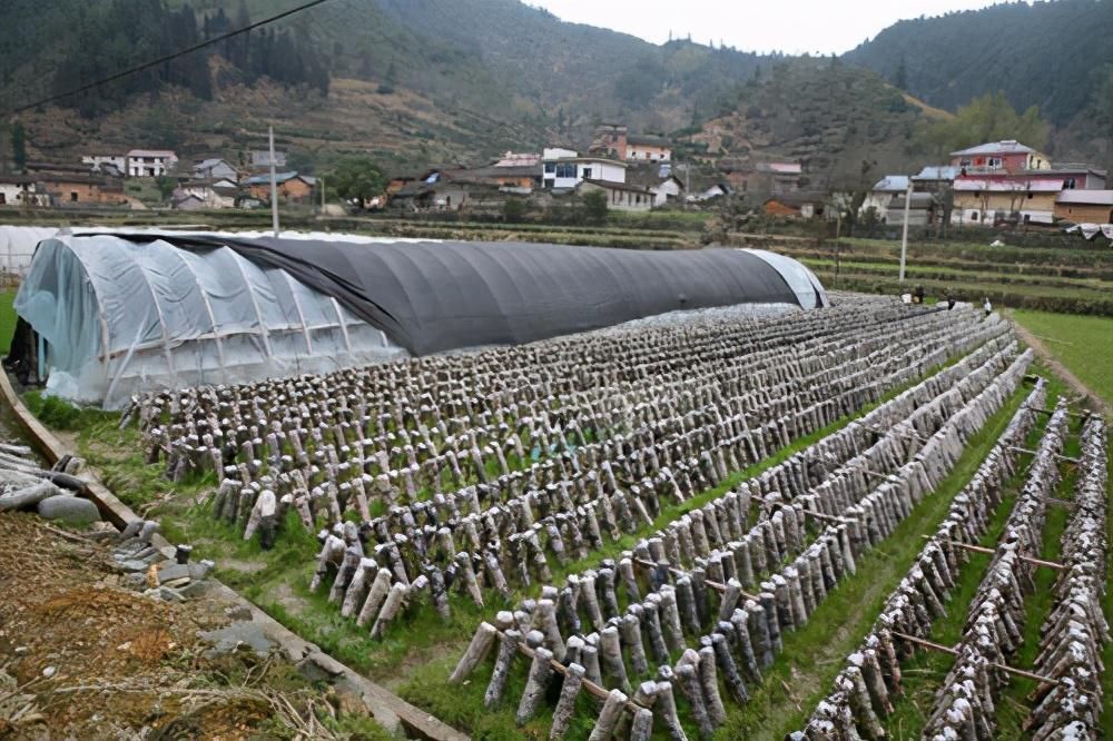 食用菌|小小菌菇棒 撑起致富伞