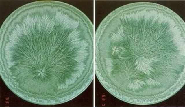  农业|菜吧：我相信有机农业的存在