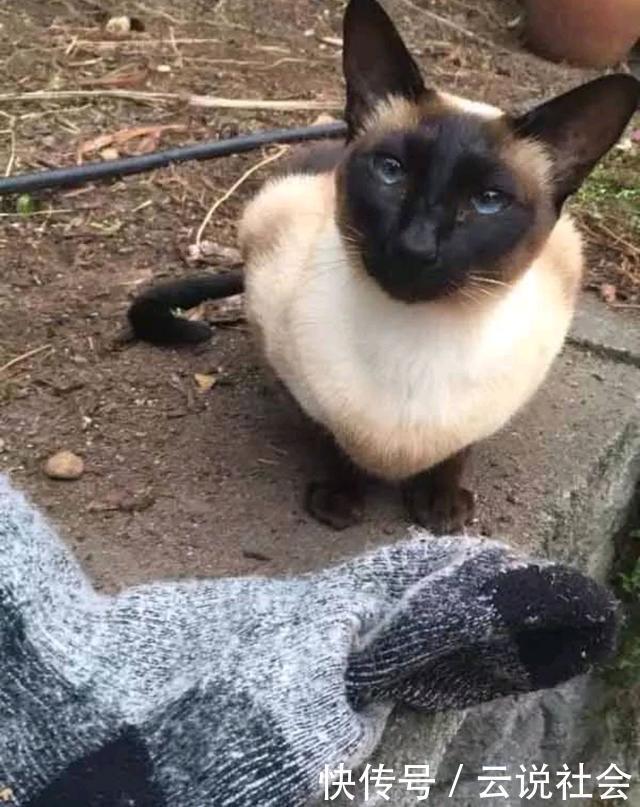 萌翻|100双袜子神秘失踪，找到“小偷”后，网友们都被它萌翻了！