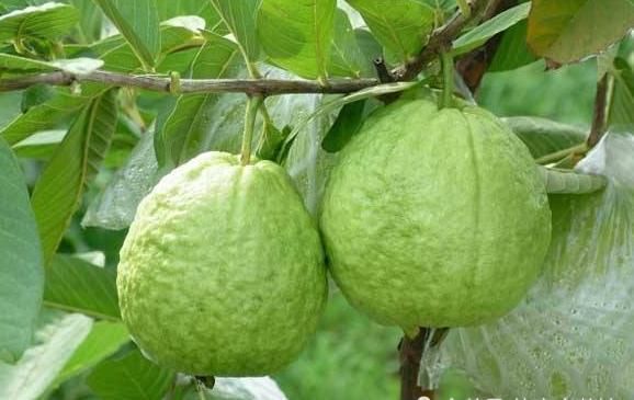 像是|世界上“没味道”的4类水果，最后一个就像是在“吃空气”