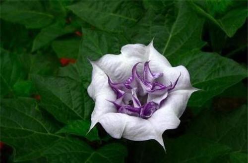 成分|古代“蒙汗药”到底咋配的?成分其实很简单,如今大街上随处可见