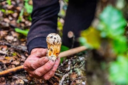  不忍心|看到好朋友晒出来的“松茸”，真的不忍心告诉他：你被骗了