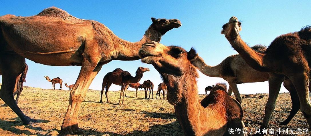  蒙古人|为什么元皇陵一个都看不见，明皇陵无一被盗，清皇陵却被盗多处