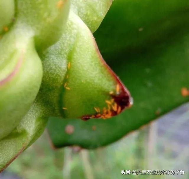 虫害|火龙果常见虫害高清图谱