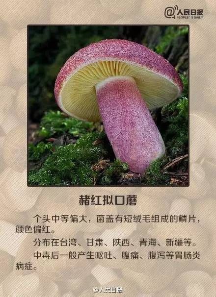  毒蘑菇|青岛疾控紧急提醒！已有多人中招！