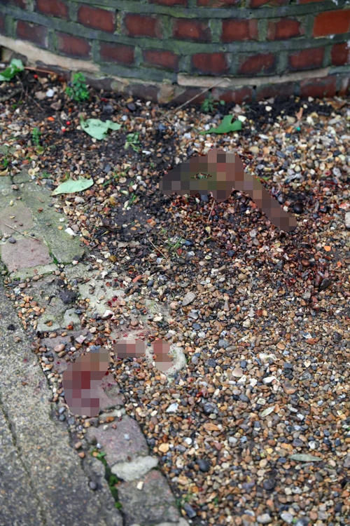  布拉赞特|男子出狱六天后悄悄上街跟踪推婴儿车的陌生女子，朝她刺了七刀