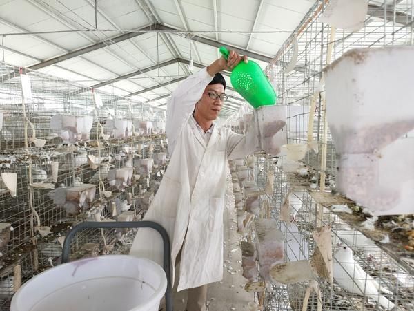  贫困户|确山县潘集村：贫困户摇身变“股东”养鸽子实现“致富梦”