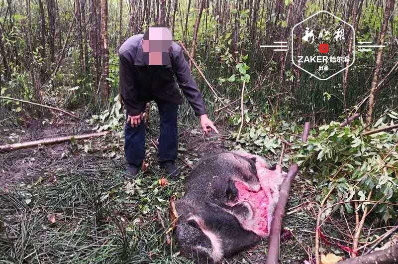 上门|下套猎杀野猪分解后藏在家中,民警追上门还拒不承认