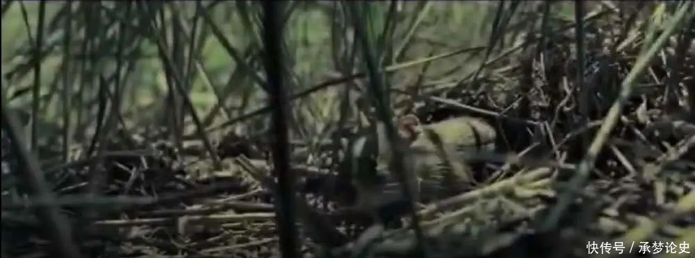 怕死|电影《八佰》,当怕死的人敢于去死