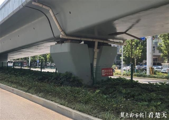 行人|800米路段无过街通道,行人翻越绿化带过马路