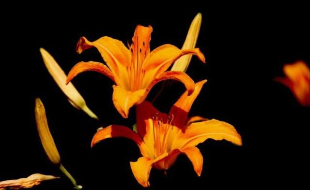  贵人相助|八月初，贵人相助，旗开得胜，爱情如意，喜事连绵不断的四大生肖