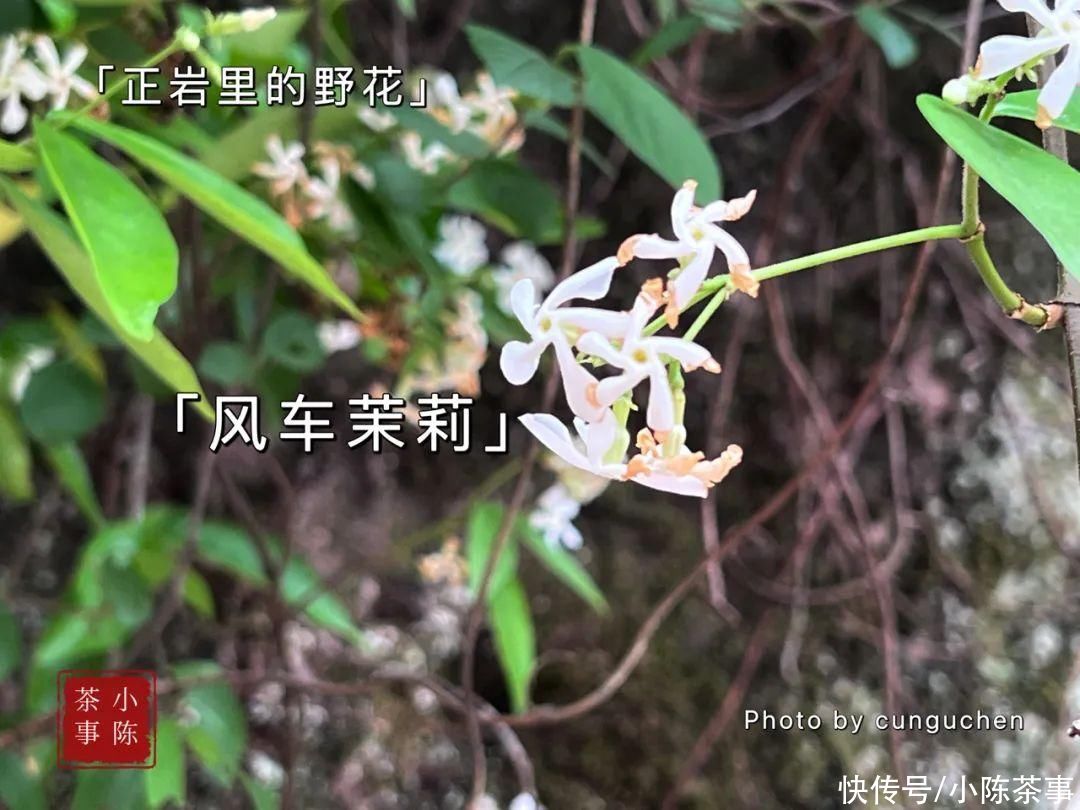 来自茶友灵魂的呐喊，你的岩茶是外山的，短泡袋和8克茶就是证据