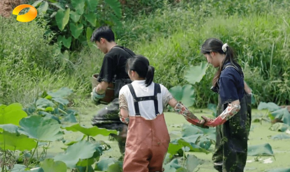  池塘|何炅带着张子枫去挖藕，池塘边出现的场景引热议：节目组好贴心