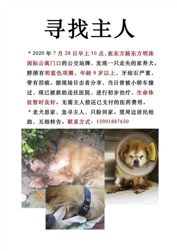  上海|上海警方处置首例遗弃犬案：老伯弃养18岁老年犬被罚500元