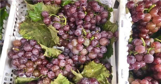 农药残留物|洗葡萄时,用盐水洗等于吃虫卵,教你正确洗法,好吃又卫生