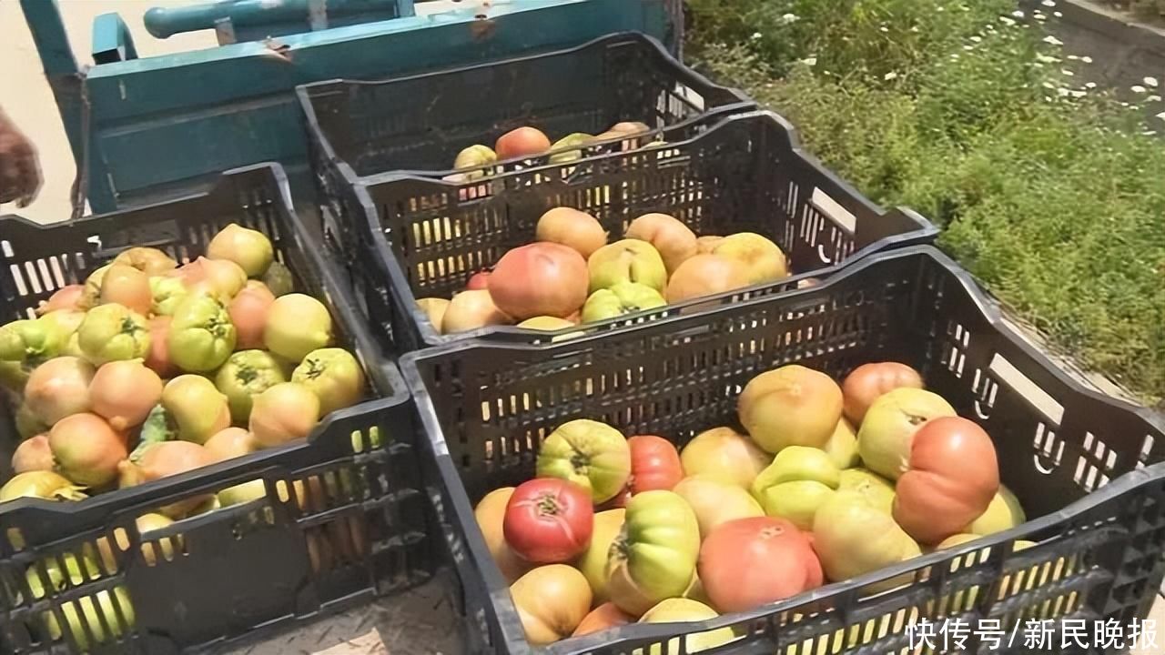 金山首届番茄节：科技赋能富农经