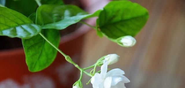  花后|养护茉莉技巧多，花后不能忘修剪，一茬接一茬的开满盆