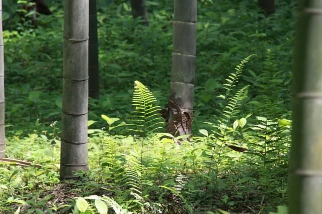  宝石山|0.5个亭子长啥样？这个夏天，西湖边这些地方不去会遗憾！