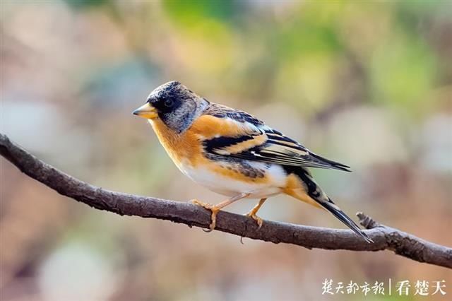 直线距离|这种鸟会吃成个胖子，飞成个瘦子，一口气能飞上万公里……