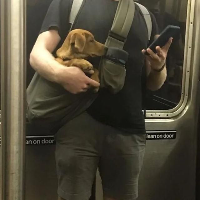  乘坐|美国人怎么喜欢带着宠物猫狗乘坐地铁？爱猫狗人士慎点
