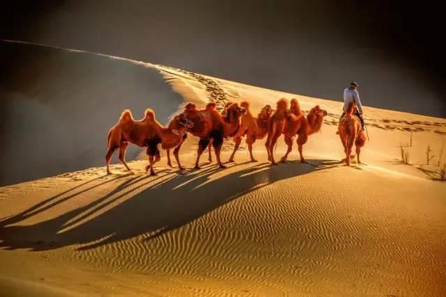 额济纳旗|【阅读】有一种心动,叫额济纳的秋天