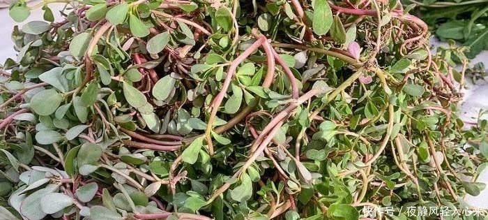  长寿菜|此菜清香甘甜,农民称它“长寿菜”,乡下路边就有,遇到带走