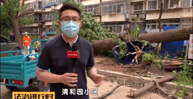  轿车|北京：小区突然刮大风，大树砸坏5辆轿车