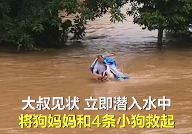 民警|流浪狗妈妈不顾民警阻拦，洪水中游百米救子，结局太催泪