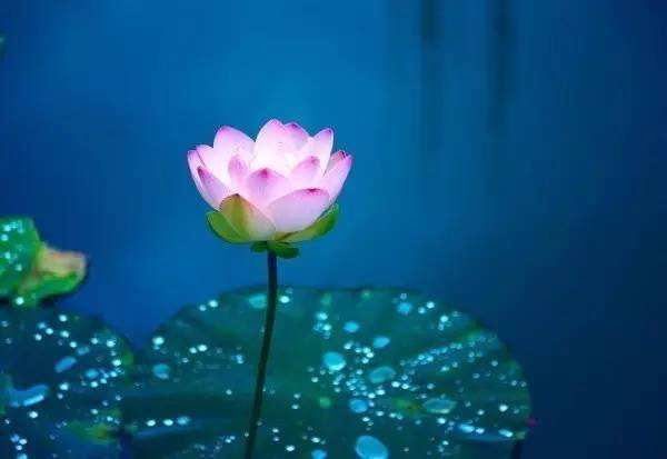  半生|天秤座：愿你在爱中出走半生，归来仍是少年