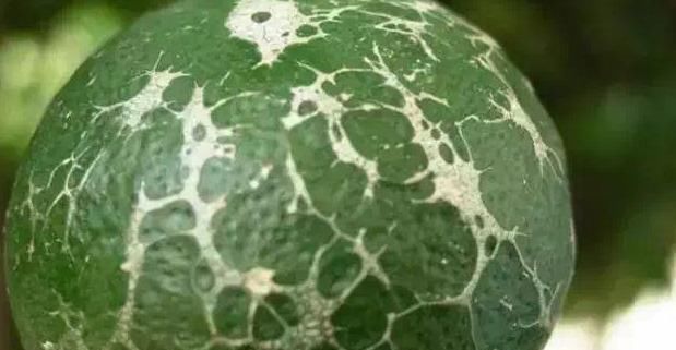 解决|多种病虫害可导致柑橘花皮果，一次讲明白！并附上详细解决措施