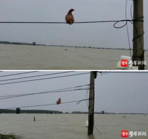  江水|真有爱！镇江消防江水中救出一只鸡