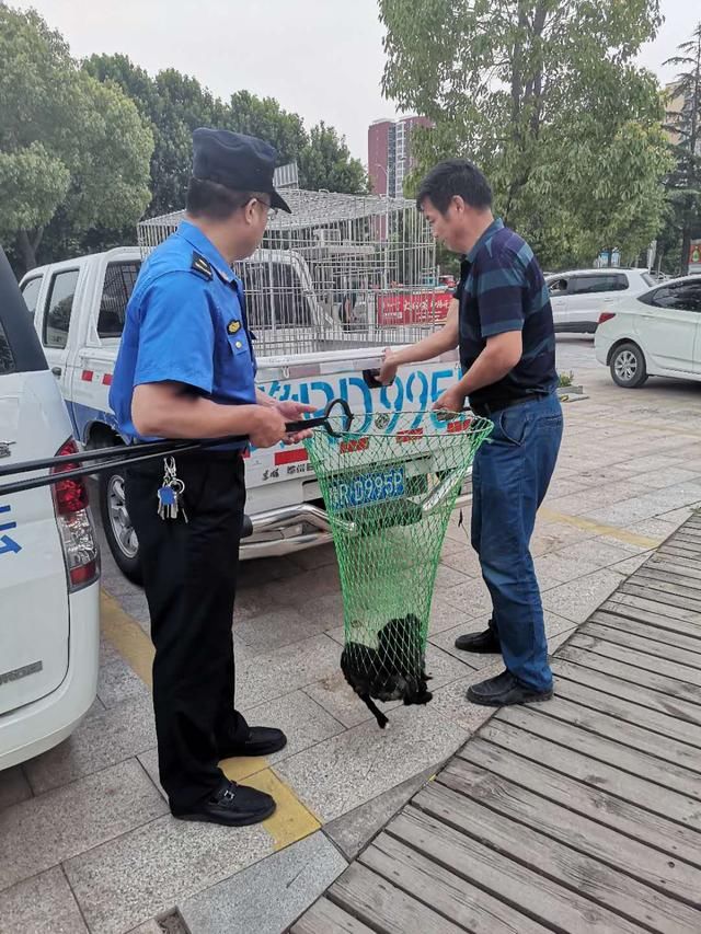  养犬|文明养犬 让我们的城市更美好